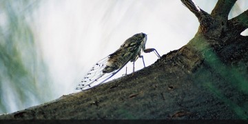 Θερινό ηλιοστάσιο 2019: Αρχίζει σήμερα και επίσημα το καλοκαίρι