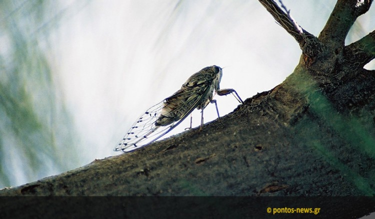 Θερινό ηλιοστάσιο 2019: Αρχίζει σήμερα και επίσημα το καλοκαίρι