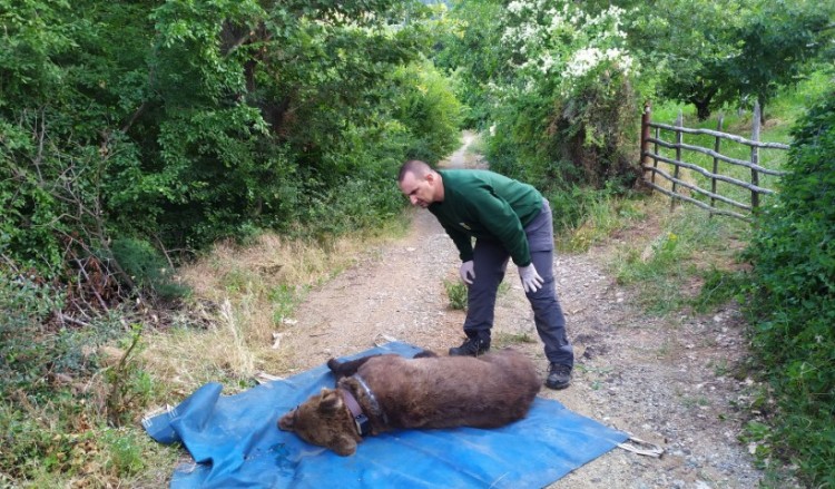 Ο «Αρκτούρος» έσωσε αρκούδα από παράνομη παγίδα στην Έδεσσα