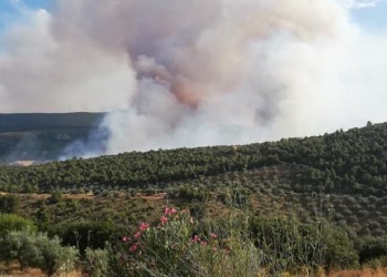 Ηλεία: Φωτιά στην περιοχή του Σέκουλα Ανδρίτσαινας 5