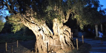 Η «Ευδοκία», ένα από τα 10 αρχαιότερα και ογκωδέστερα ελαιόδεντρα στον κόσμο, βρίσκεται στην Κέρκυρα