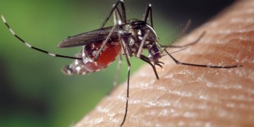 Φτιάξτε μόνοι σας αντικουνουπικό σπρέι με λεβάντα