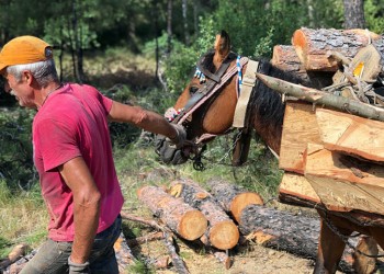 Ποιος κλέβει τα ξύλα των υλοτόμων που εργάζονται στο Σέιχ Σου;