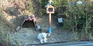 Ο Χάτσικο της Ναυπακτίας: Συγκίνηση για τον σκύλο που ζει δίπλα στο εικόνισμα του αφεντικού του (βίντεο)