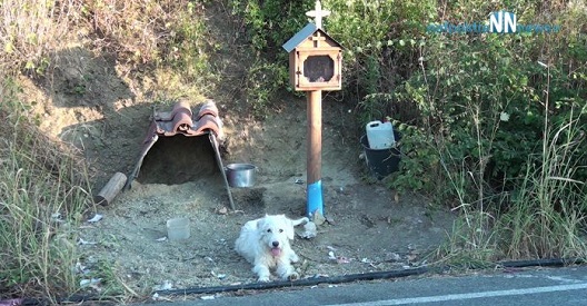 Ο Χάτσικο της Ναυπακτίας: Συγκίνηση για τον σκύλο που ζει δίπλα στο εικόνισμα του αφεντικού του (βίντεο)