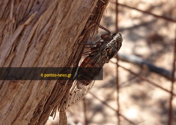 Καιρός: Άνοδος της θερμοκρασίας σήμερα