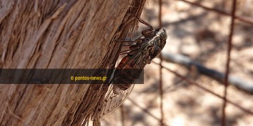 Καιρός: Άνοδος της θερμοκρασίας σήμερα