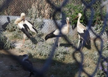 Στο Καλοχώρι Θεσσαλονίκης το μοναδικό κέντρο περίθαλψης άγριων ζώων στη βόρεια Ελλάδα