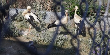 Στο Καλοχώρι Θεσσαλονίκης το μοναδικό κέντρο περίθαλψης άγριων ζώων στη βόρεια Ελλάδα