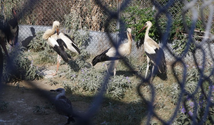 Στο Καλοχώρι Θεσσαλονίκης το μοναδικό κέντρο περίθαλψης άγριων ζώων στη βόρεια Ελλάδα
