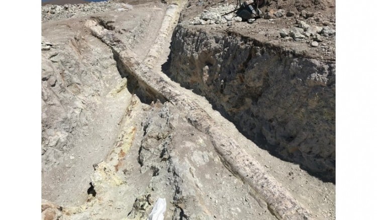 Στη Λέσβο βρέθηκαν οι μεγαλύτεροι απολιθωμένοι κορμοί κωνοφόρων δέντρων