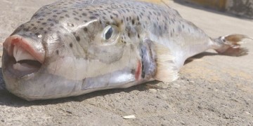 Λαγοκέφαλος: Σπέρνει τον τρόμο στις ελληνικές θάλασσες (βίντεο)