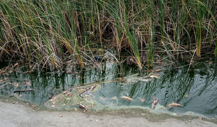 Ο Δήμος Ιλίου προσφεύγει στον εισαγγελέα για το Πάρκο Τρίτση (φωτο)