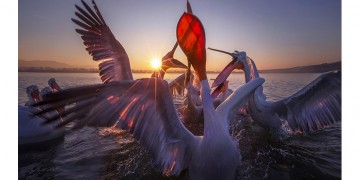 Πάνος Λασκαράκης: «Όταν φωτογραφίζεις ένα άγριο ζώο στη φύση, η ομορφιά είναι μεγαλύτερη από το φόβο» (φωτο)