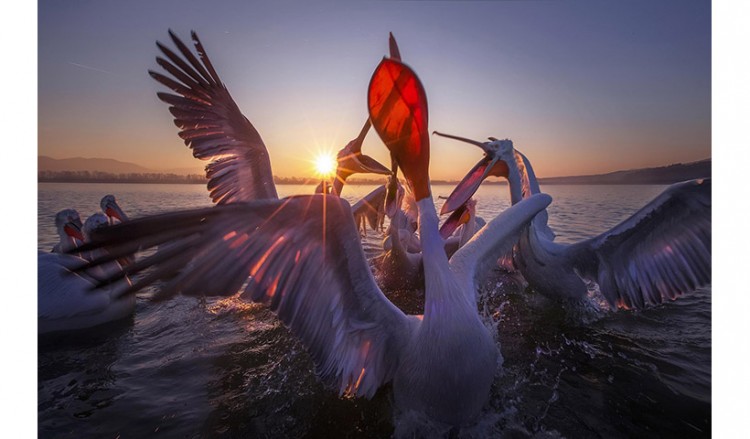 Πάνος Λασκαράκης: «Όταν φωτογραφίζεις ένα άγριο ζώο στη φύση, η ομορφιά είναι μεγαλύτερη από το φόβο» (φωτο)