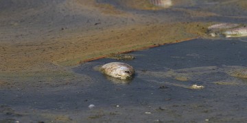 Χιλιάδες νεκρά ψάρια στη λίμνη Κορώνεια (φωτο)