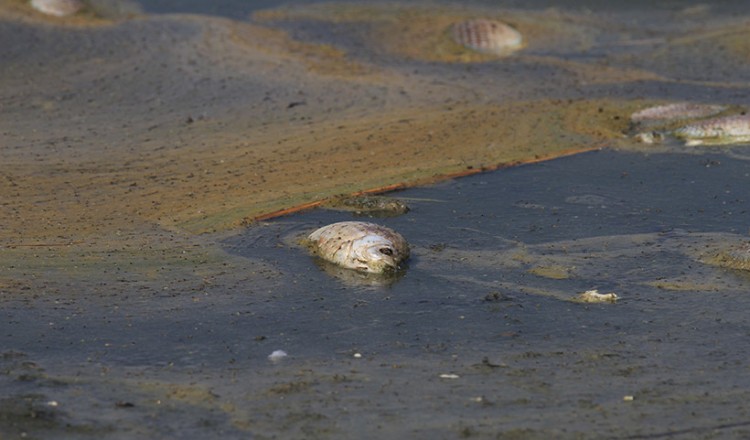 Χιλιάδες νεκρά ψάρια στη λίμνη Κορώνεια (φωτο)