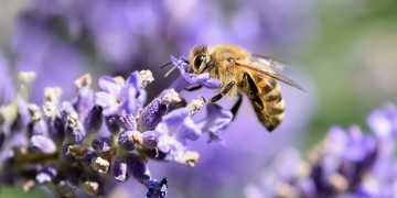 Σε γραμμή αφετηρίας να... μελώσει με άρωμα λεβάντας την παγκόσμια αγορά, βρίσκεται η «12 στρέμματα»