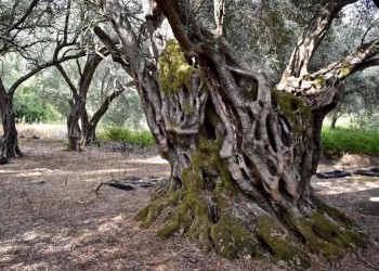 Το λάδι της Κέρκυρας κατακτά Ευρώπη, Αμερική και Εμιράτα (φωτο)