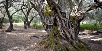 Το λάδι της Κέρκυρας κατακτά Ευρώπη, Αμερική και Εμιράτα (φωτο)