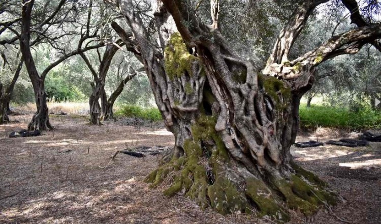 Το λάδι της Κέρκυρας κατακτά Ευρώπη, Αμερική και Εμιράτα (φωτο)