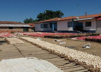 Ξεπούλησαν νωρίτερα από κάθε άλλη χρονιά οι παραγωγοί σκόρδου στη Νέα Βύσσα Έβρου