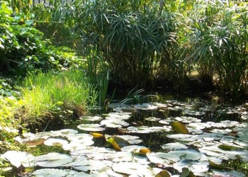 Αναμορφώνεται και ανοίγει για το κοινό ο ιστορικός Βοτανικός Κήπος του ΕΚΠΑ