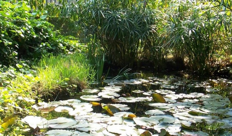 Αναμορφώνεται και ανοίγει για το κοινό ο ιστορικός Βοτανικός Κήπος του ΕΚΠΑ