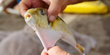 Επιστήμονες καταγράφουν την «εισβολή» ξενικών ψαριών που έφτασαν στην Ελλάδα