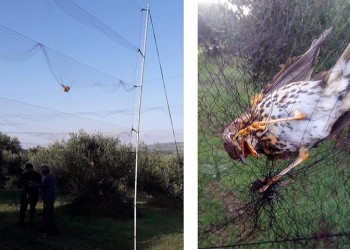Πρωτόγνωρη παγίδα πουλιών από λαθροθήρες στην Πρέβεζα