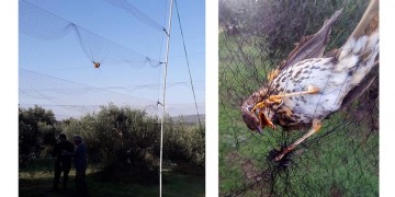 Πρωτόγνωρη παγίδα πουλιών από λαθροθήρες στην Πρέβεζα