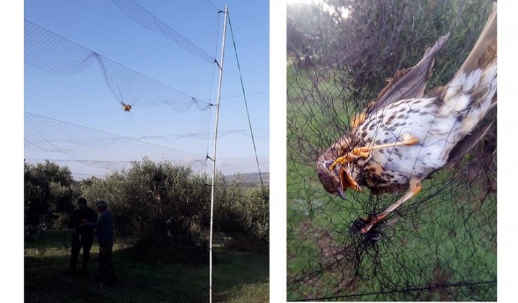 Πρωτόγνωρη παγίδα πουλιών από λαθροθήρες στην Πρέβεζα