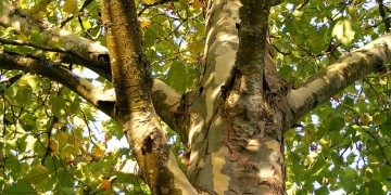 Πλάτανος ηλικίας... 828 ετών στη Θεσσαλονίκη!