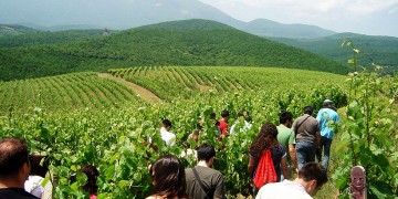 Ανοιχτά για το κοινό οινοποιεία στη βόρεια Ελλάδα την Κυριακή