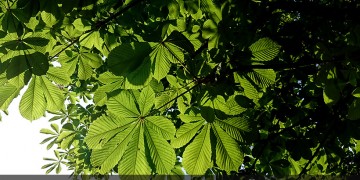 Η καστανοκαλλιέργεια σε άνθηση, προσελκύει ολοένα και περισσότερους νέους