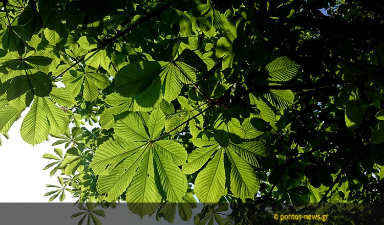 Η καστανοκαλλιέργεια σε άνθηση, προσελκύει ολοένα και περισσότερους νέους