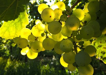 Σπουδαία κρασιά αναμένεται να παραχθούν το 2019 σε Μακεδονία-Ήπειρο!