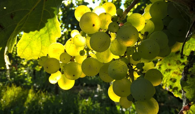 Σπουδαία κρασιά αναμένεται να παραχθούν το 2019 σε Μακεδονία-Ήπειρο!