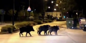 Εκτός ορίων η κατάσταση με τους αγριόχοιρους σε κατοικημένη περιοχή στο Πανόραμα Θεσσαλονίκης