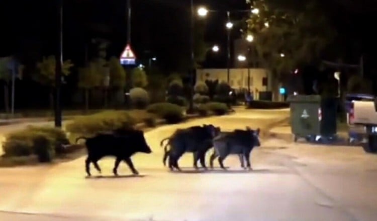 Εκτός ορίων η κατάσταση με τους αγριόχοιρους σε κατοικημένη περιοχή στο Πανόραμα Θεσσαλονίκης