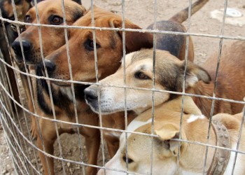 Αδέσποτα ζώα: 600.000 ευρώ στους δήμους για τη βελτίωση καταφυγίων