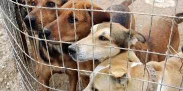 Αδέσποτα ζώα: 600.000 ευρώ στους δήμους για τη βελτίωση καταφυγίων