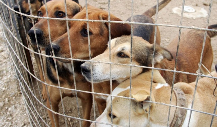 Αδέσποτα ζώα: 600.000 ευρώ στους δήμους για τη βελτίωση καταφυγίων
