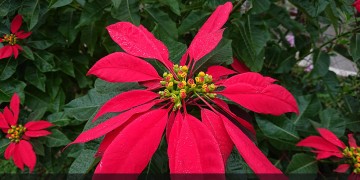 Αλεξανδρινό, το λουλούδι των Χριστουγέννων – Συμβουλές και μυστικά