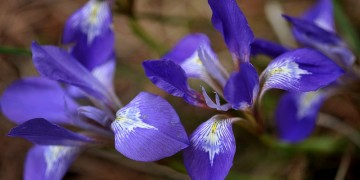 Κρήτη: Εφαρμογή για κινητά δείχνει ποιο αρωματικό φυτό μπορεί να ευδοκιμήσει και πού