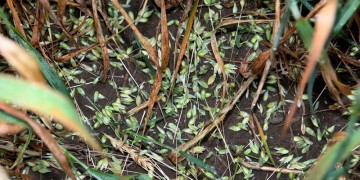 Λάρισα: Μεγάλες ζημιές έχουν προκαλέσει οι αρουραίοι στις καλλιέργειες