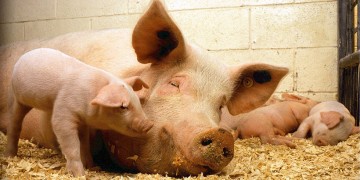 Κινέζος χοιροτρόφος «έφαγε» ακόμη και τον Τζεφ Μπέζος της Amazon