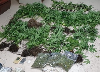 Χασισοφυτεία σε 600 τ.μ. στον Κουβαρά Αττικής εντόπισε το ΣΔΟΕ