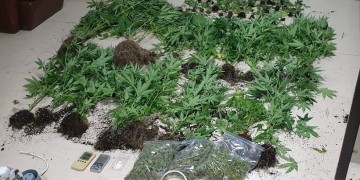 Χασισοφυτεία σε 600 τ.μ. στον Κουβαρά Αττικής εντόπισε το ΣΔΟΕ