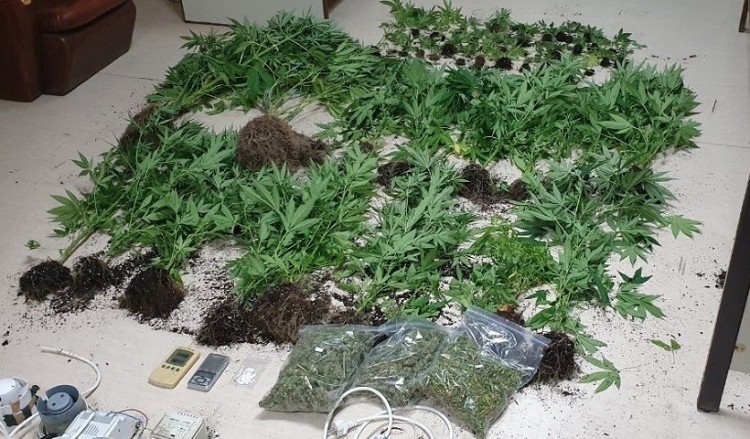 Χασισοφυτεία σε 600 τ.μ. στον Κουβαρά Αττικής εντόπισε το ΣΔΟΕ